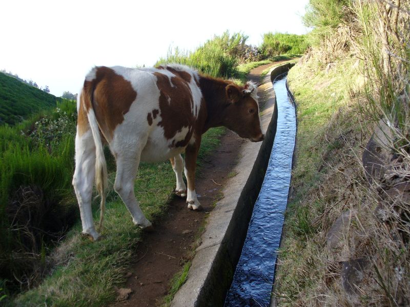 madeira-010.jpg